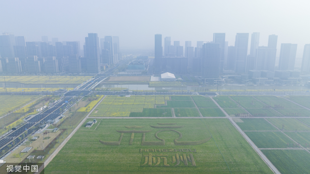 杭州亚运村周边油菜花盛开 组成“杭州”字样