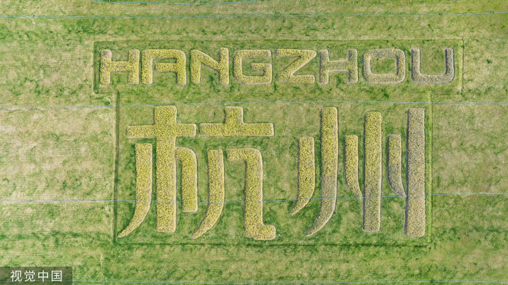 杭州亚运村周边油菜花盛开 组成“杭州”字样