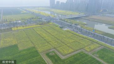 杭州亚运村周边油菜花盛开 组成“杭州”字样