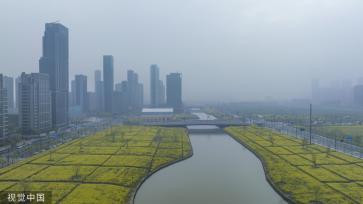 杭州亚运村周边油菜花盛开 组成“杭州”字样