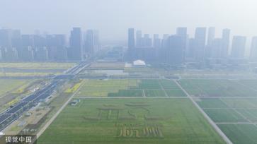 杭州亚运村周边油菜花盛开 组成“杭州”字样