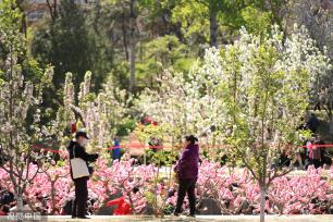 北京元土城遗址公园海棠花节开幕 28种海棠渐次开放