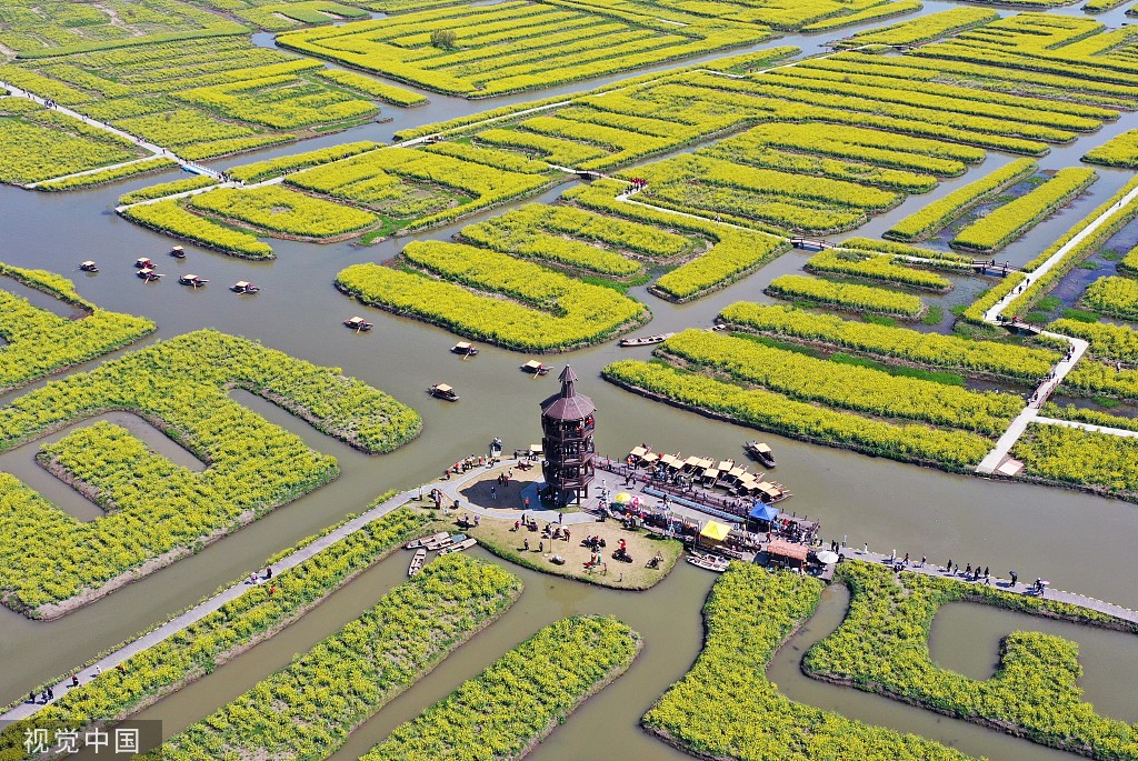 江苏兴化：千垛景区油菜花黄绿交织