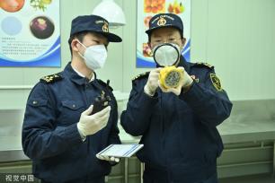 首批厄瓜多尔火龙果获准进入中国市场