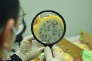 首批厄瓜多尔火龙果获准进入中国市场
