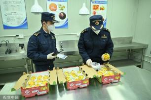 首批厄瓜多尔火龙果获准进入中国市场