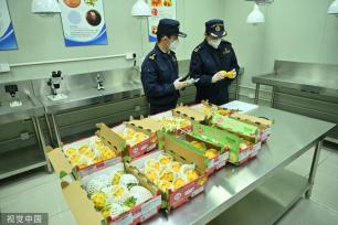 首批厄瓜多尔火龙果获准进入中国市场