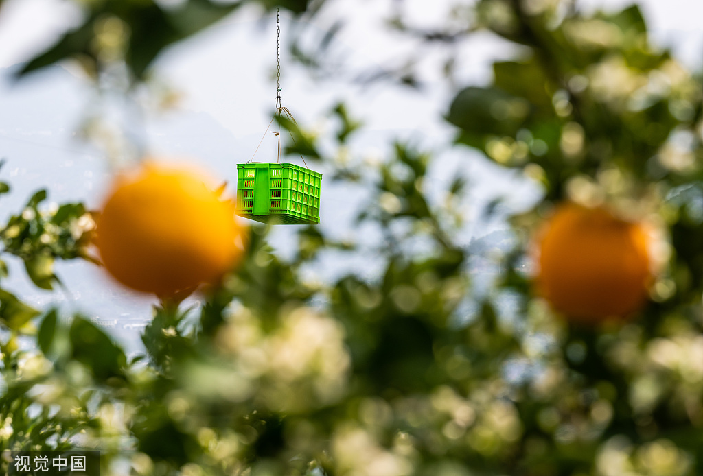 湖北秭归：果农使用无人机转运脐橙