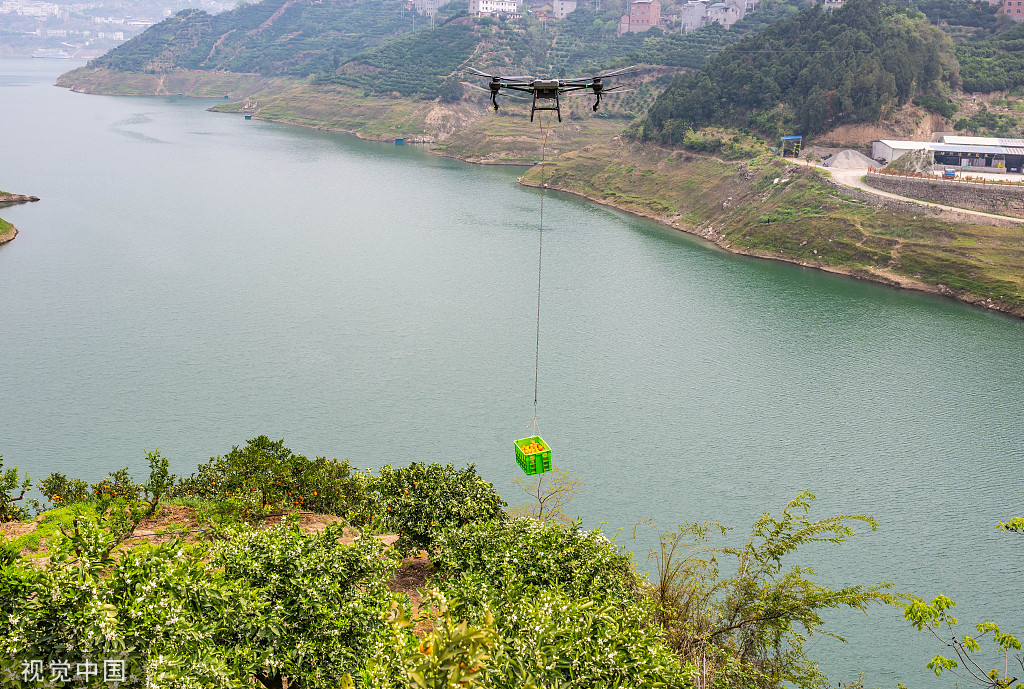 湖北秭归：果农使用无人机转运脐橙