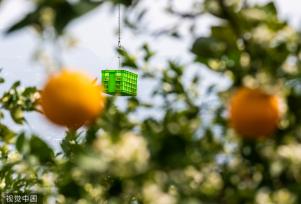 湖北秭归：果农使用无人机转运脐橙