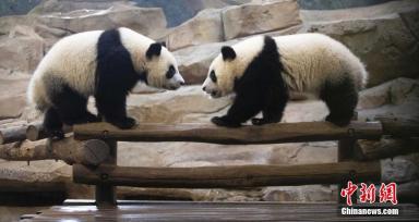 旅法中国大熊猫欢欢和圆仔的租期将延长