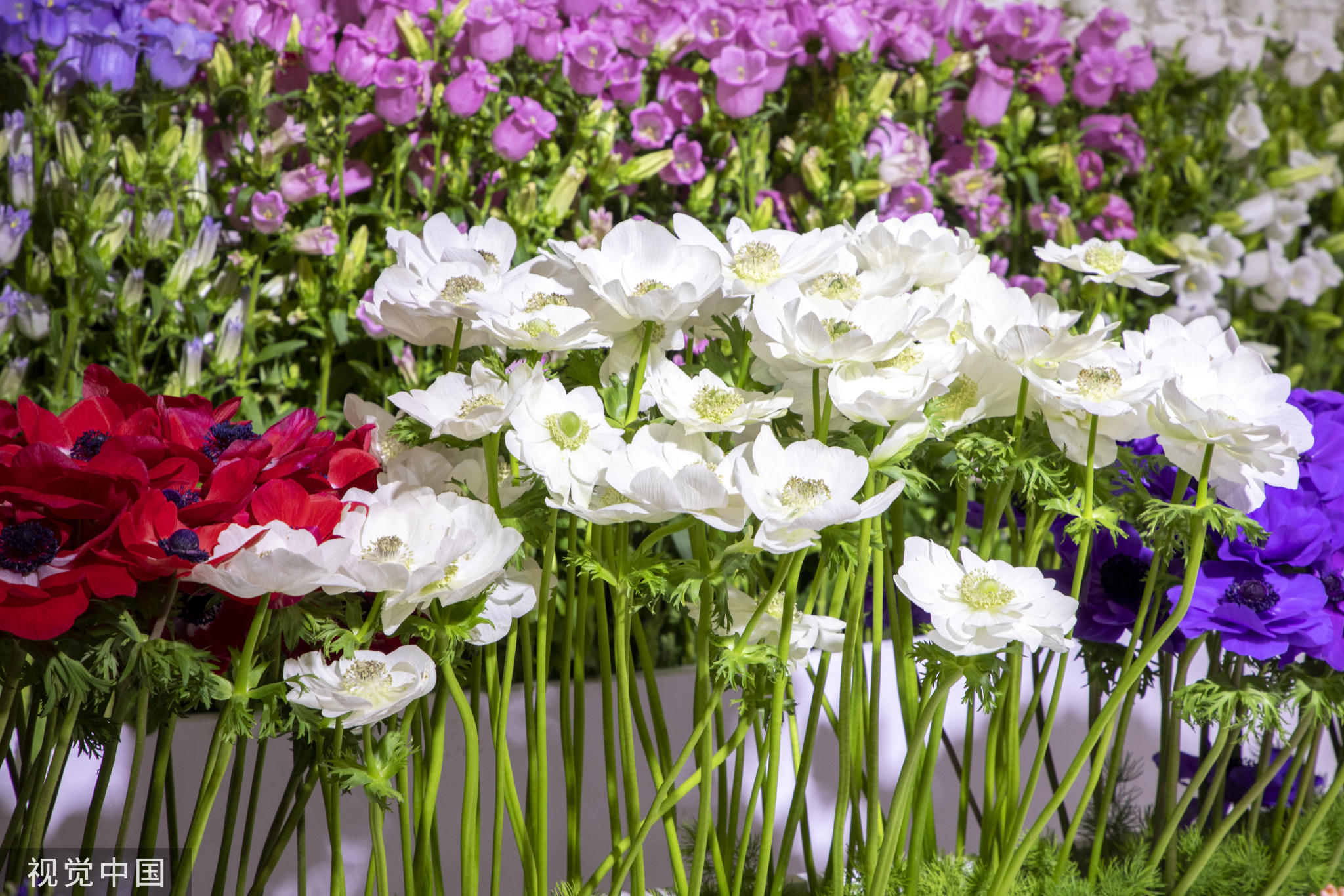 
北京宣武医院黄牛代挂号电话票贩子号贩子网上预约挂号,住院检查加快,中国国际花卉园艺展览会在上海举行