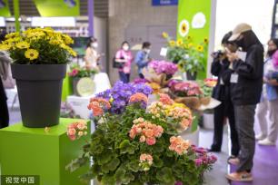 中国国际花卉园艺展览会在上海举行