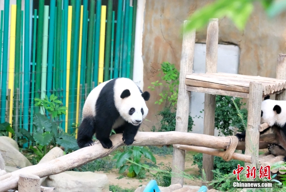 旅马来西亚大熊猫“升谊”将迎两岁生日