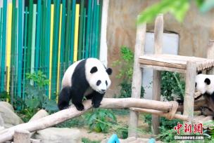 旅马来西亚大熊猫“升谊”将迎两岁生日