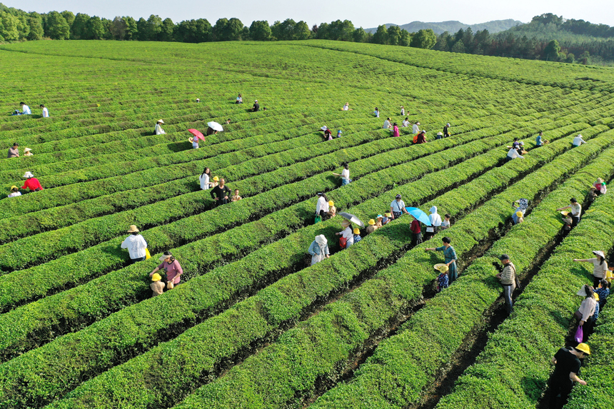 江西上高：茶园美 采茶乐