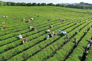 江西上高：茶园美 采茶乐