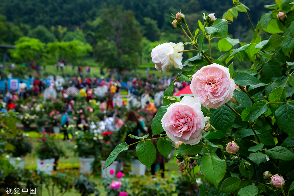 福建最大月季花展在福州举行