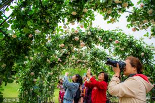 福建最大月季花展在福州举行