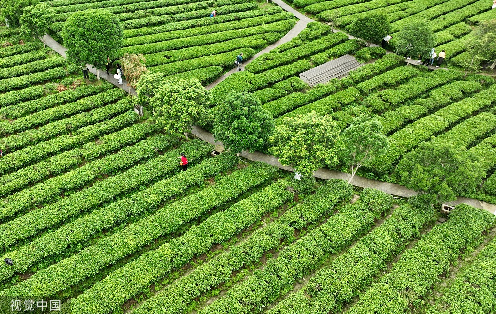 江西赣州：游客体验春茶采摘