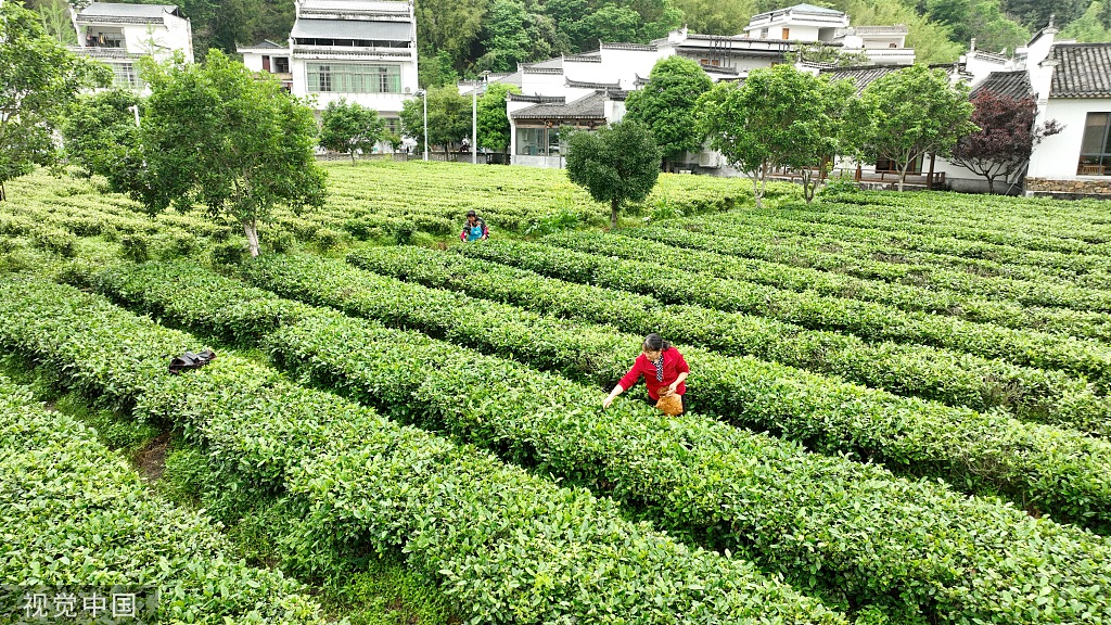 江西赣州：游客体验春茶采摘