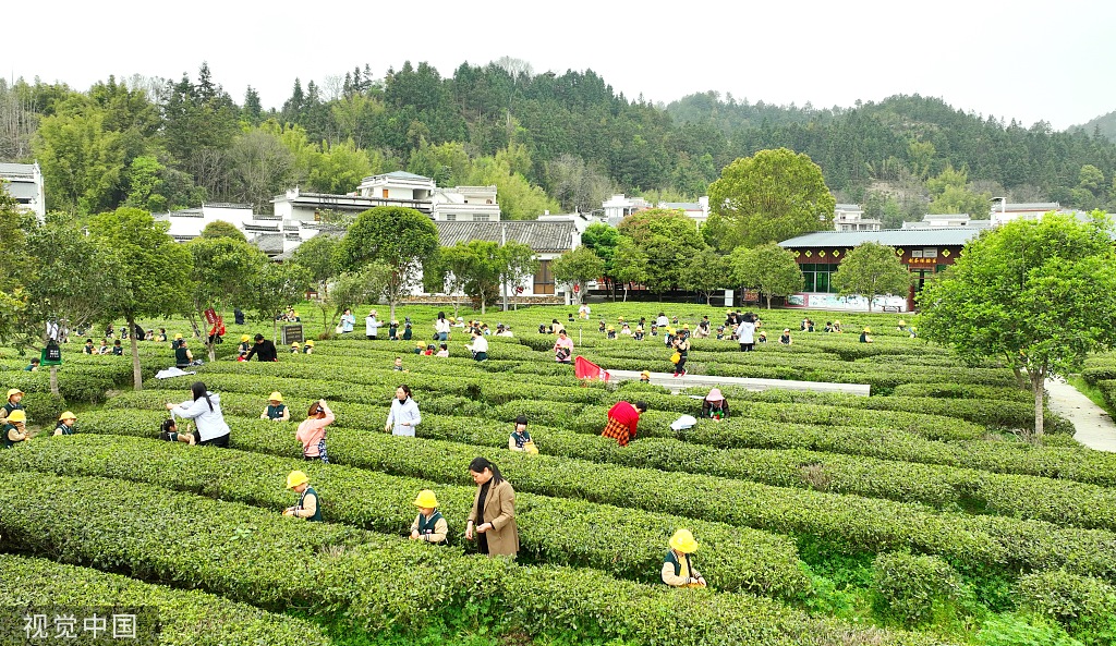 江西赣州：游客体验春茶采摘