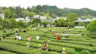 江西赣州：游客体验春茶采摘