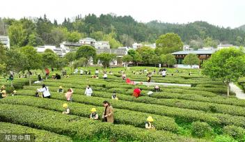江西赣州：游客体验春茶采摘