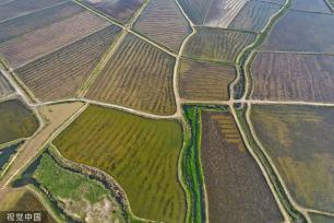 山西运城：黄河滩涂阡陌纵横 田地交错分布