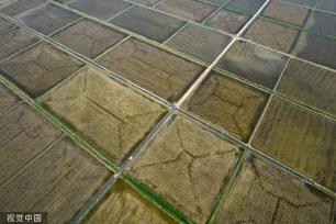 山西运城：黄河滩涂阡陌纵横 田地交错分布