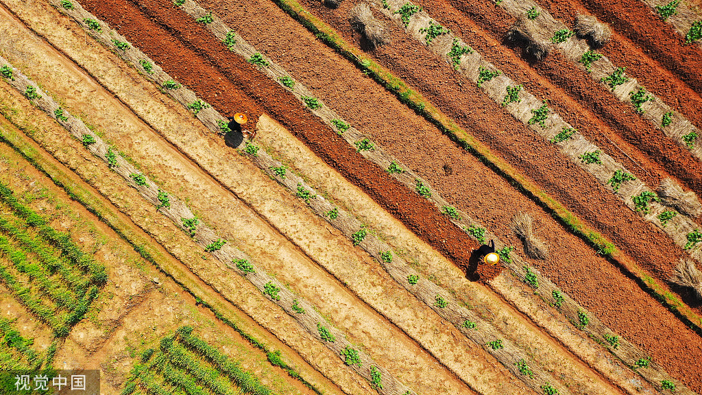 湖南永州：村民南瓜田内挖土 准备套种大豆