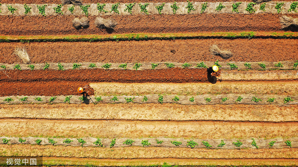 湖南永州：村民南瓜田内挖土 准备套种大豆