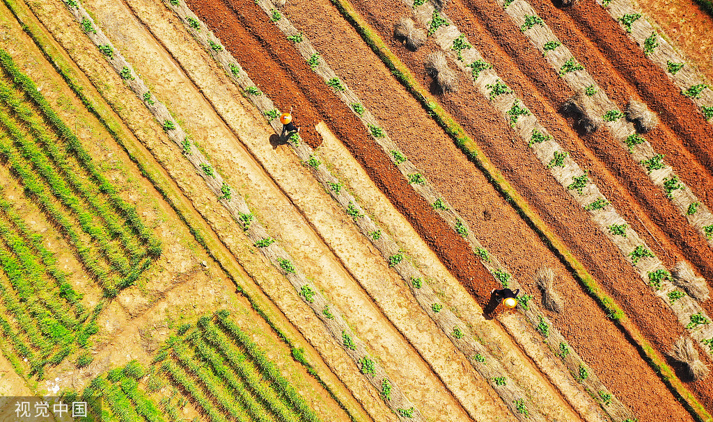 湖南永州：村民南瓜田内挖土 准备套种大豆