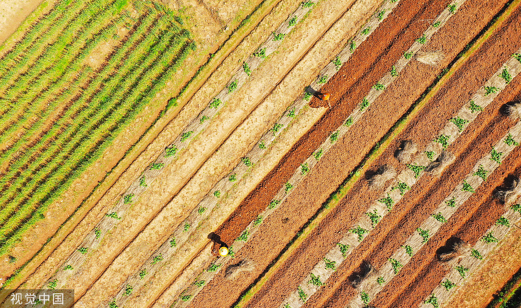 湖南永州：村民南瓜田内挖土 准备套种大豆