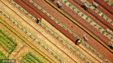 湖南永州：村民南瓜田内挖土 准备套种大豆