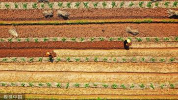 湖南永州：村民南瓜田内挖土 准备套种大豆
