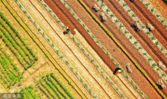 湖南永州：村民南瓜田内挖土 准备套种大豆