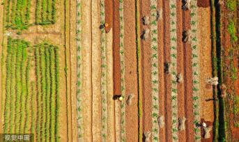 湖南永州：村民南瓜田内挖土 准备套种大豆