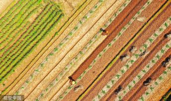 湖南永州：村民南瓜田内挖土 准备套种大豆