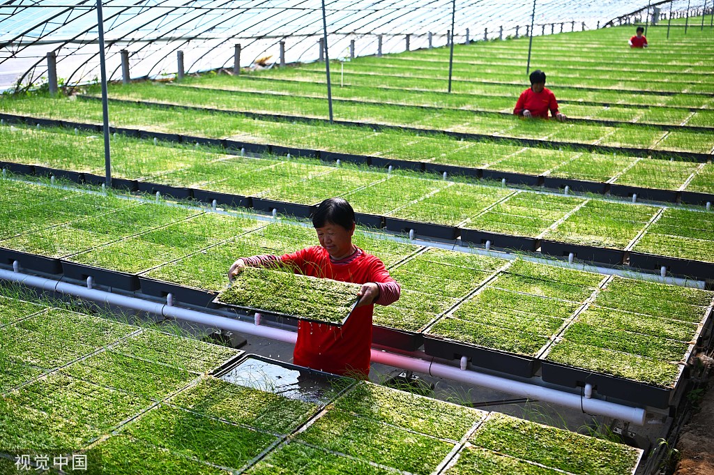 山东聊城引进水培韭菜种植技术 无需用药生长迅速