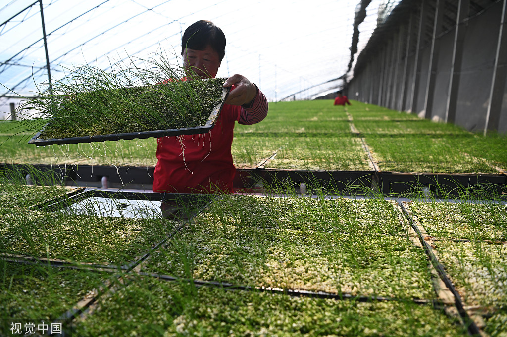 山东聊城引进水培韭菜种植技术 无需用药生长迅速