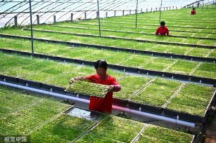 山东聊城引进水培韭菜种植技术 无需用药生长迅速