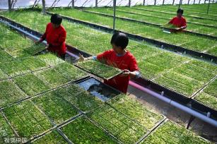 山东聊城引进水培韭菜种植技术 无需用药生长迅速