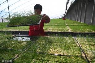 山东聊城引进水培韭菜种植技术 无需用药生长迅速