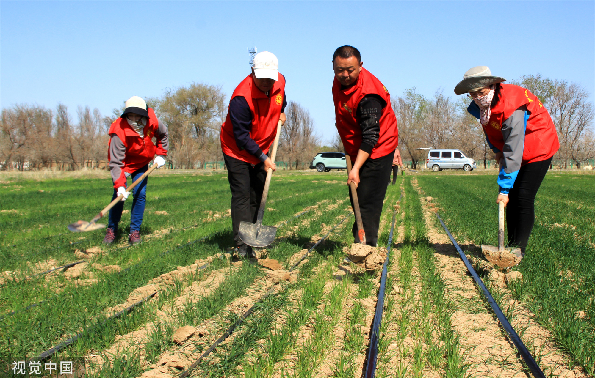 新疆塔城：党员志愿者帮助村民铺设节水滴灌带