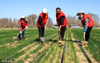 新疆塔城：党员志愿者帮助村民铺设节水滴灌带