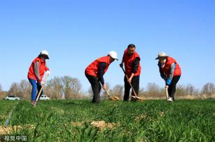 新疆塔城：党员志愿者帮助村民铺设节水滴灌带
