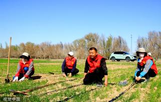 新疆塔城：党员志愿者帮助村民铺设节水滴灌带