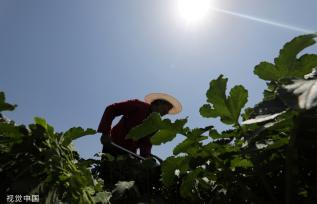 山东临沂：五一劳动节 村民抢抓农时种植蔬菜