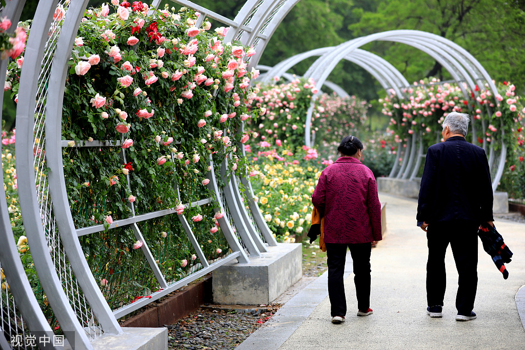 江苏淮安：立夏临近 公园月季盛开